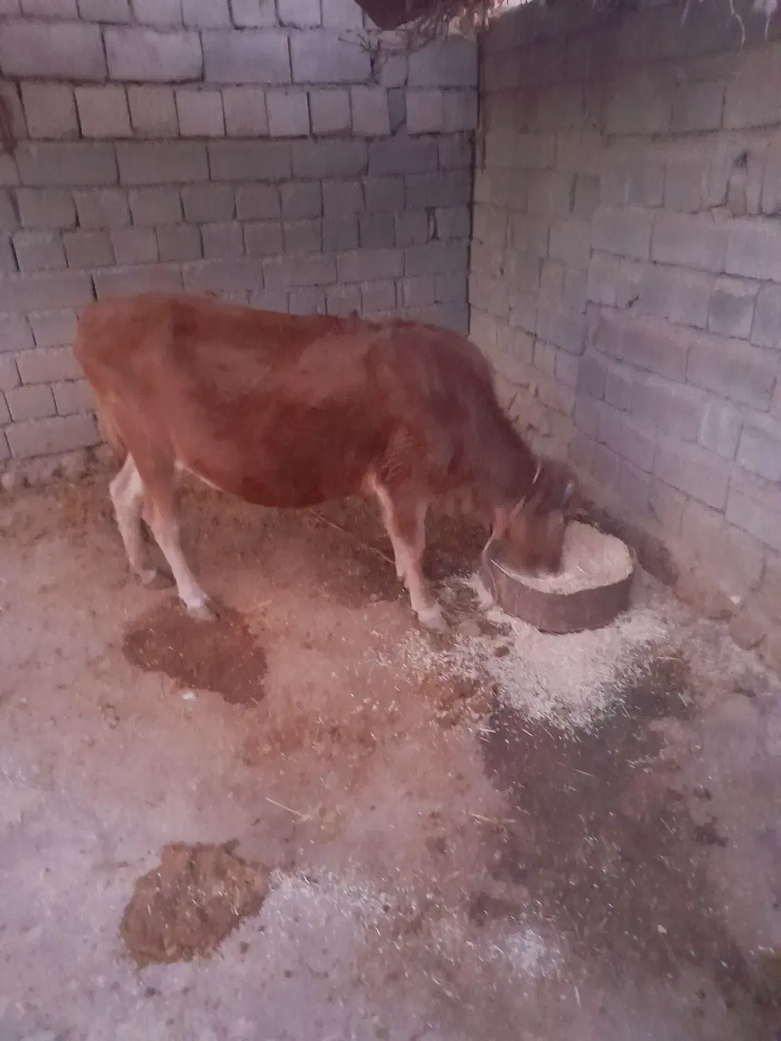 گاومحلی.ابستن|حیوانات مزرعه|شاهیوند, |دیوار