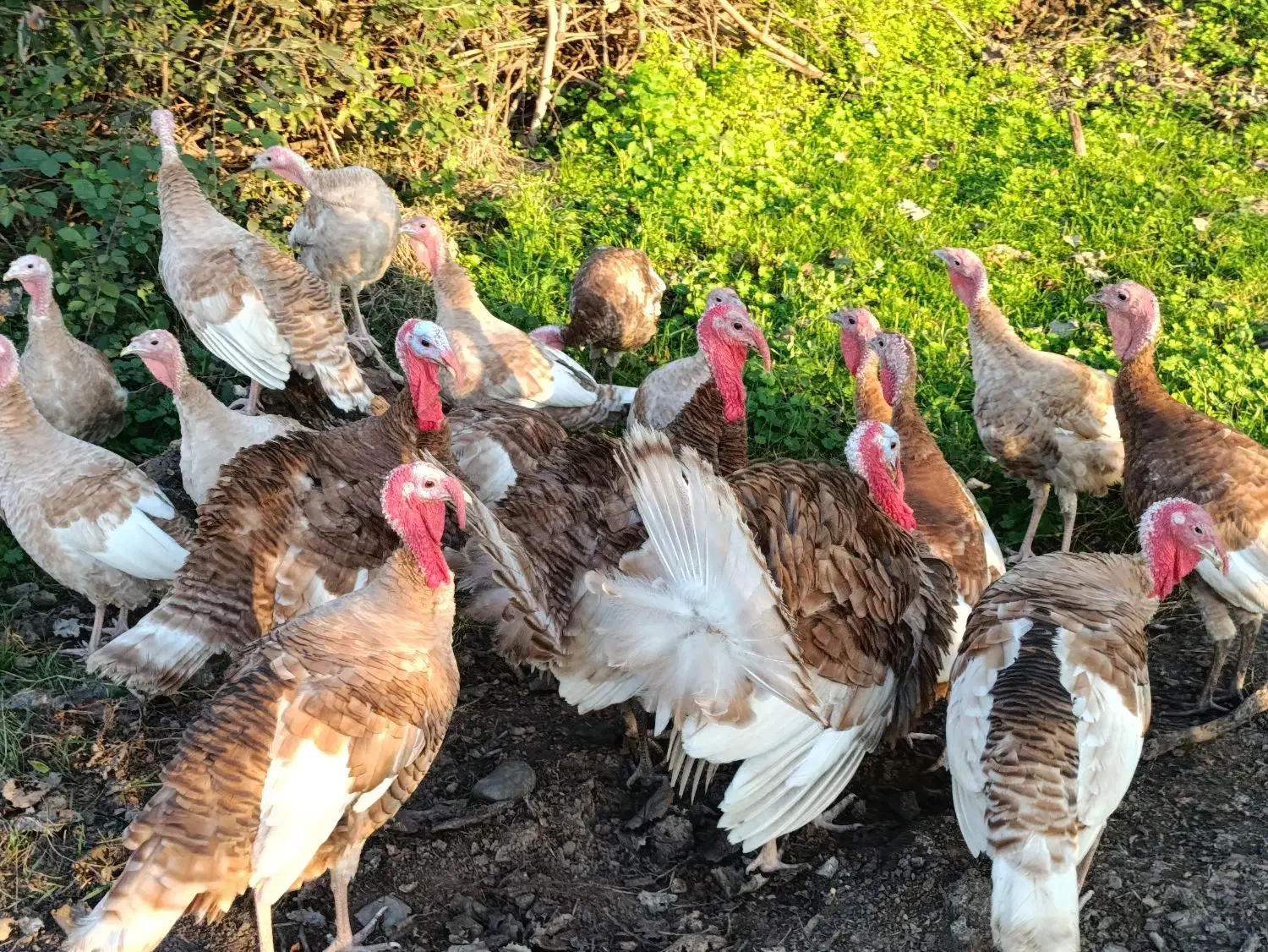 بوقلمون و غاز|حیوانات مزرعه|رشت, کوی قدس|دیوار