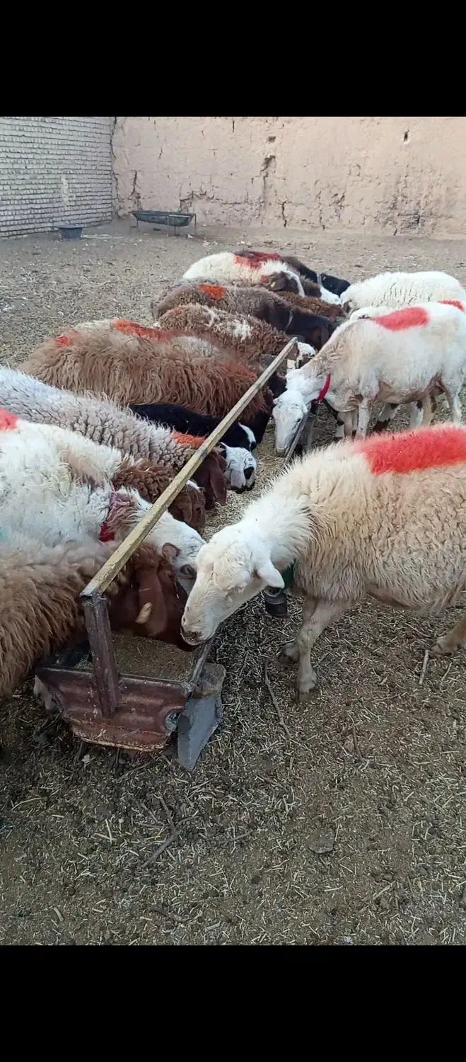 میش زاییده  داشتی درجه یک|حیوانات مزرعه|کاشمر, |دیوار