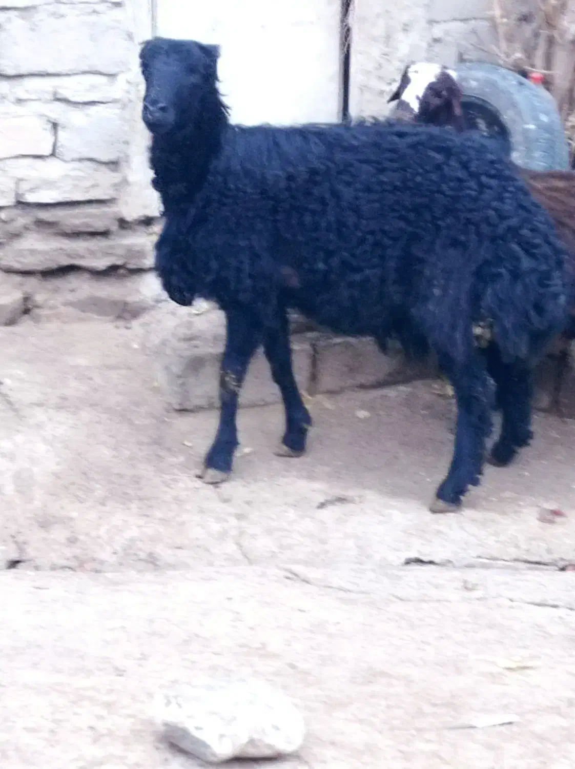 قوچ بیگوش فر|حیوانات مزرعه|نقده, |دیوار