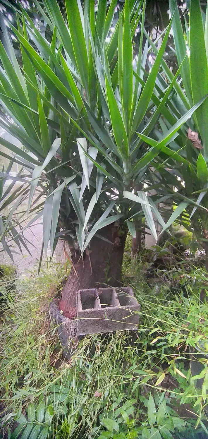 یوکا بزرگ وبنسای قطور،وگلدان۳/۵،گلدان ۱۰و سطل۱۲|گل و گیاه طبیعی|رحیمآباد, |دیوار