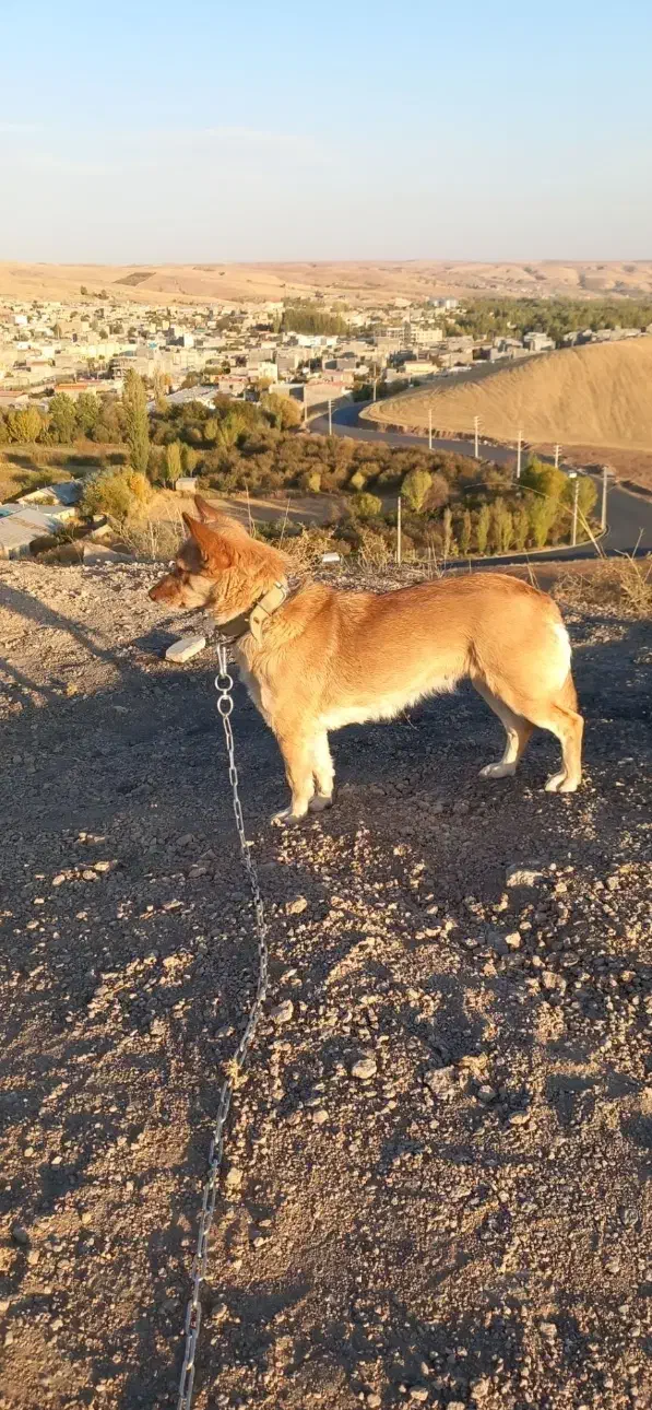 سگ پاکوتاه باهوش|سگ|تبریز, |دیوار