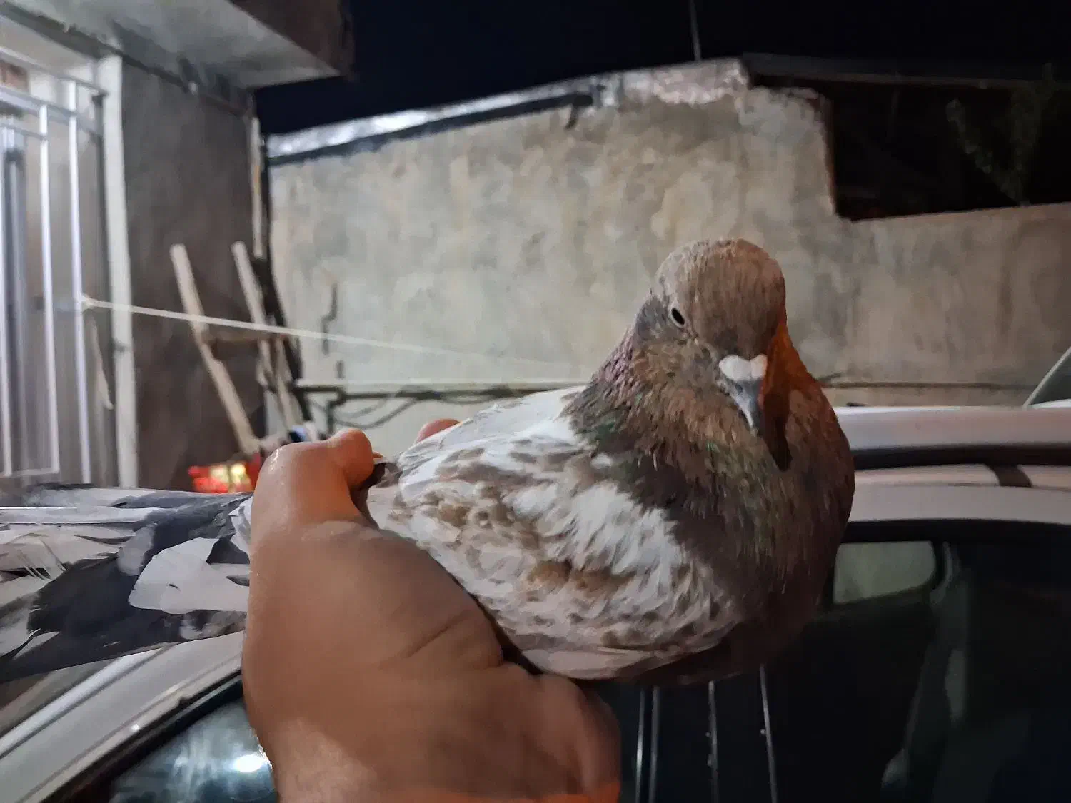 فروش کبوتر|پرنده|یاسوج, |دیوار