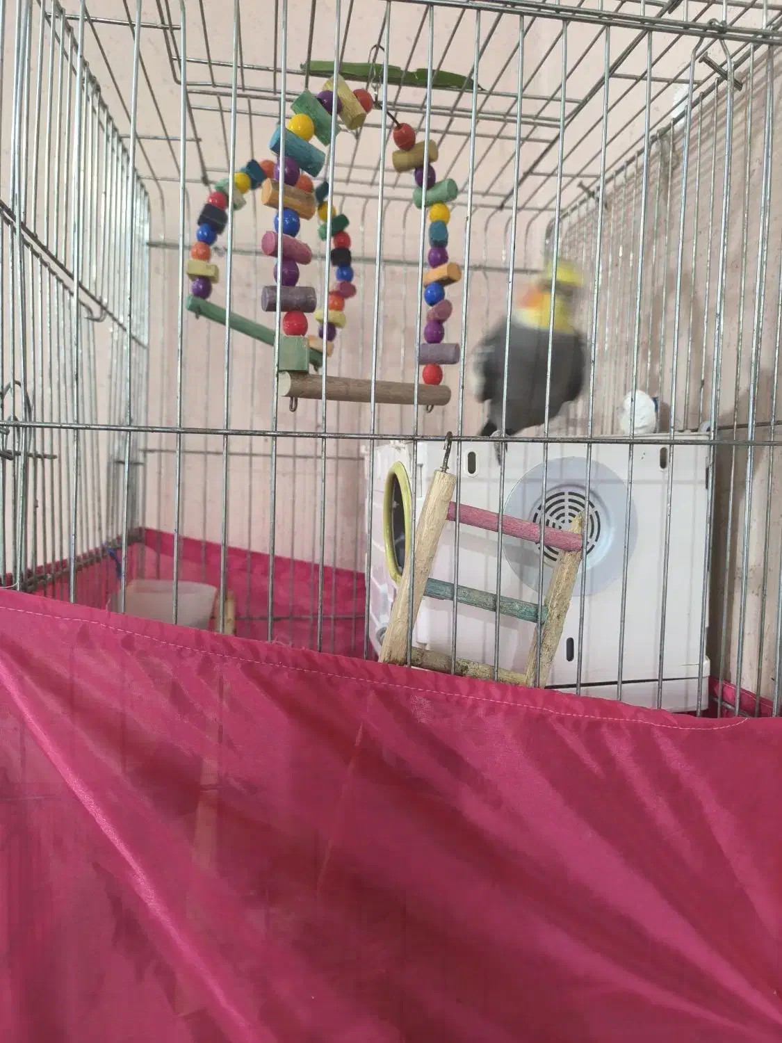 عروس هلندی|پرنده|خرمشهر, |دیوار