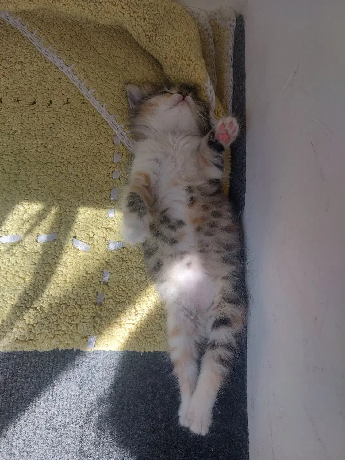 گربه|گربه|تبریز, |دیوار