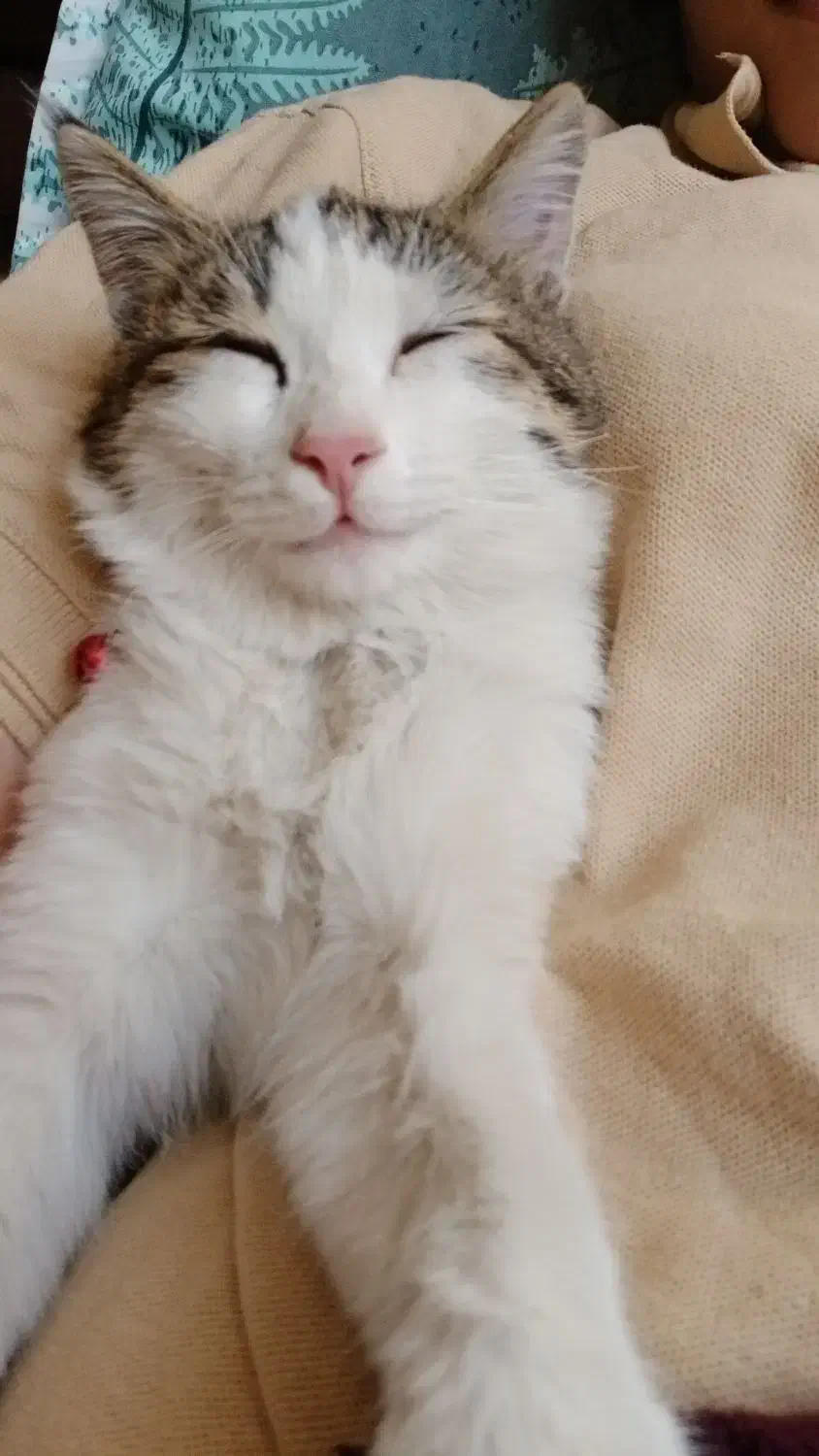 واگذاری گربه نر|گربه|شاهینشهر, فدک|دیوار