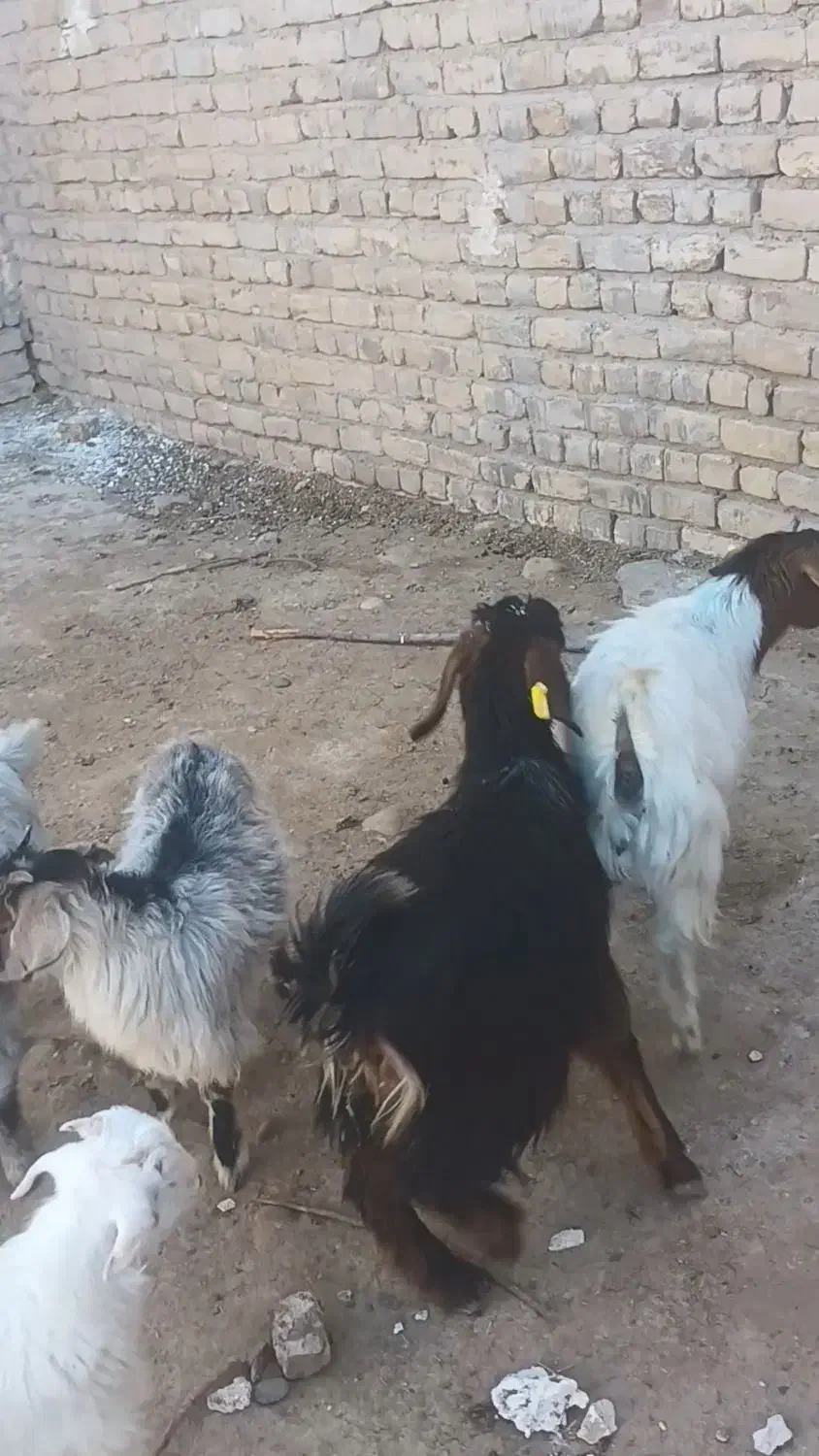 بزغاله|حیوانات مزرعه|قم, بلوار امین و ساحلی|دیوار