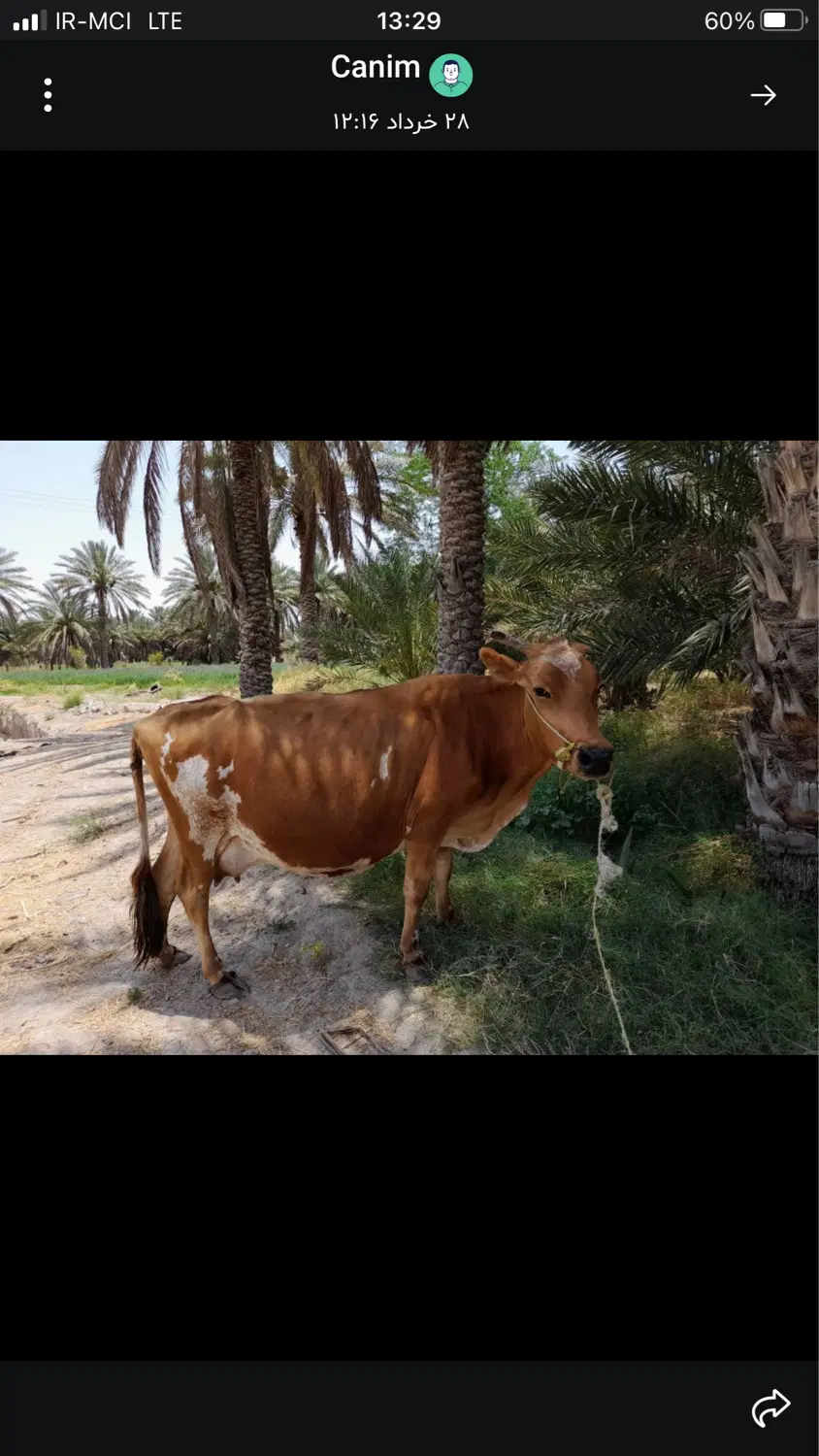 گاو|حیوانات مزرعه|بلوک, |دیوار