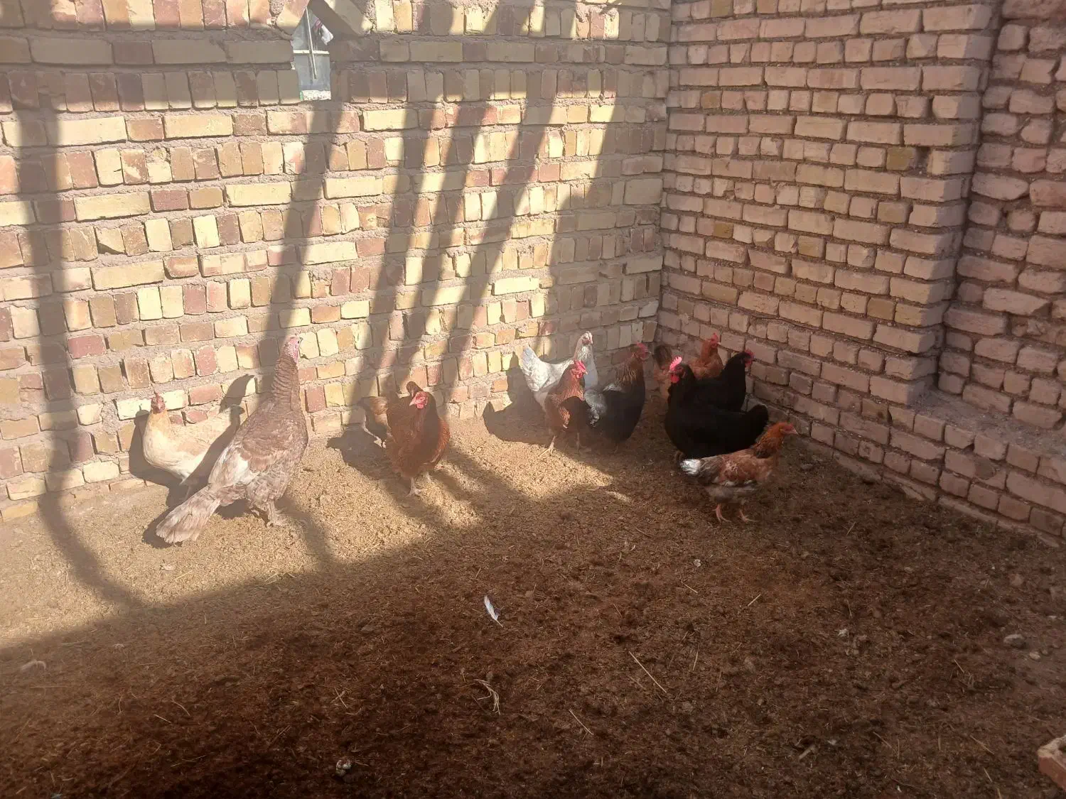 ده عدد مرغ محلی تخمگذار|حیوانات مزرعه|اسفرورین, |دیوار