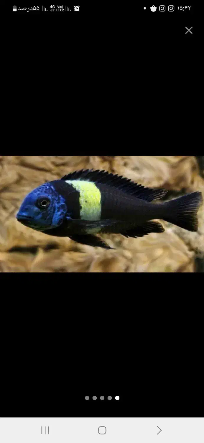 ماهی دبوسی مولد|ماهی|محمدیه-قزوین, |دیوار