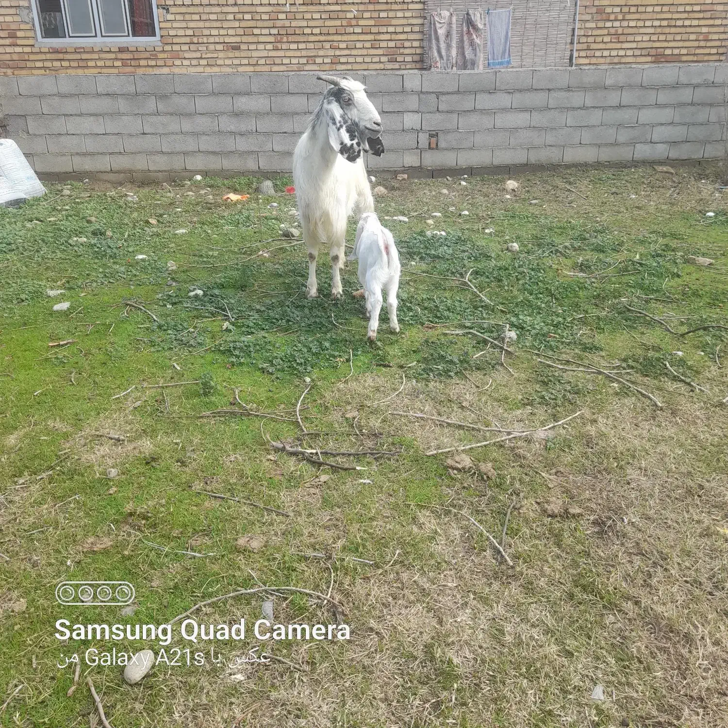 بزبزغاله دار.|حیوانات مزرعه|نگین شهر, |دیوار