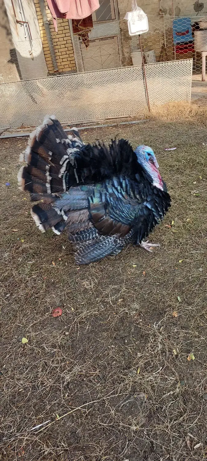 بوقلمون تخم گذار|حیوانات مزرعه|امیدیه, |دیوار