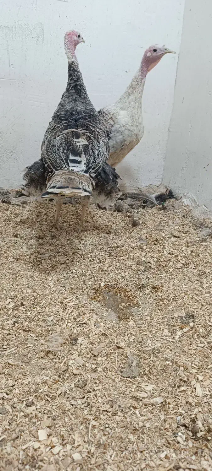 بوقلمون|حیوانات مزرعه|نورآباد, |دیوار