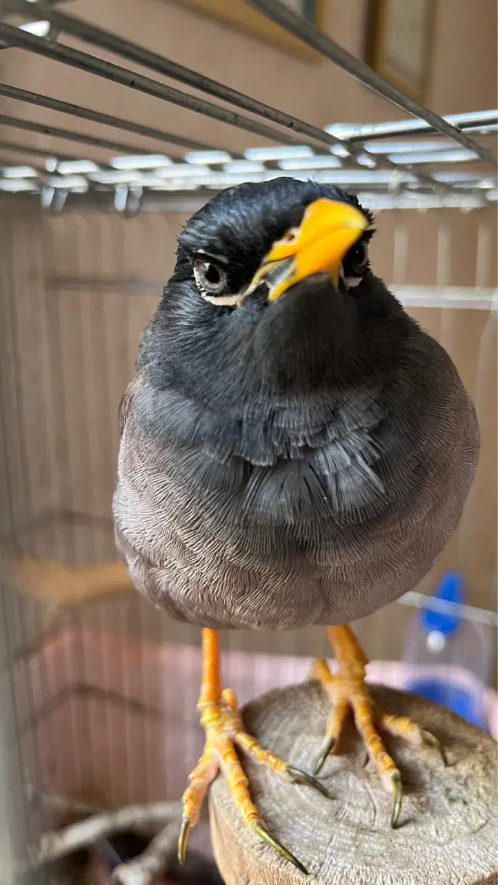 مرغ مینا سخنگو شاه تخم|پرنده|قدس, شهر‌قدس|دیوار