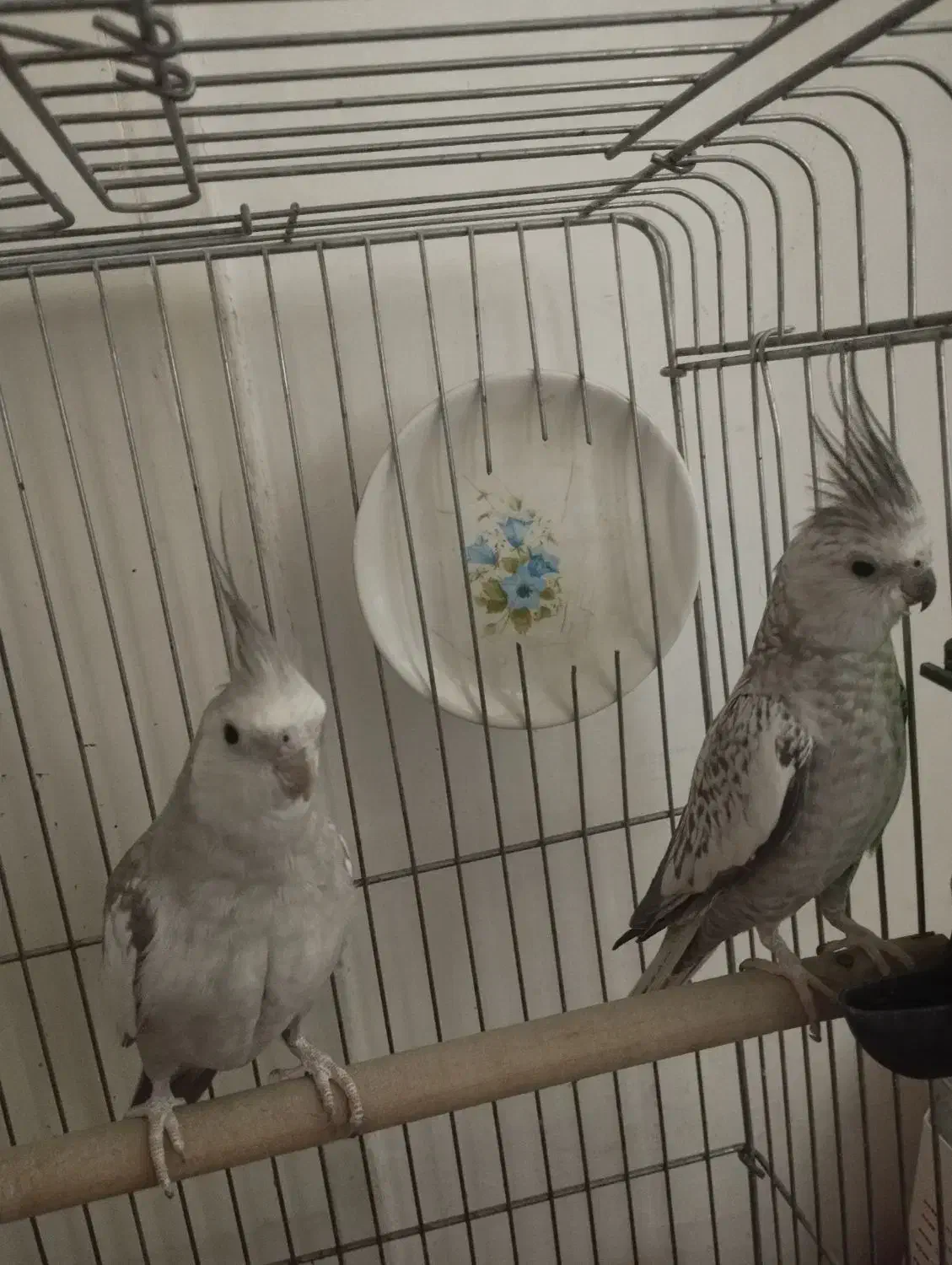 عروس هلندی مولد کار داده|پرنده|پاکدشت, پاکدشت (مامازند)|دیوار