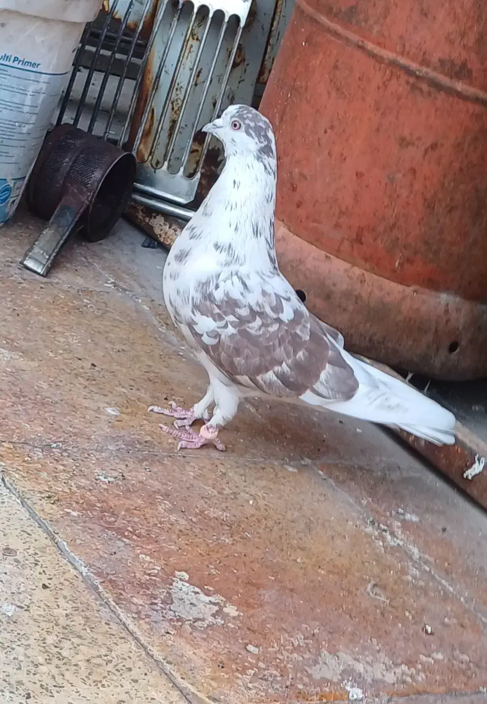 کفتر|پرنده|سیرجان, |دیوار