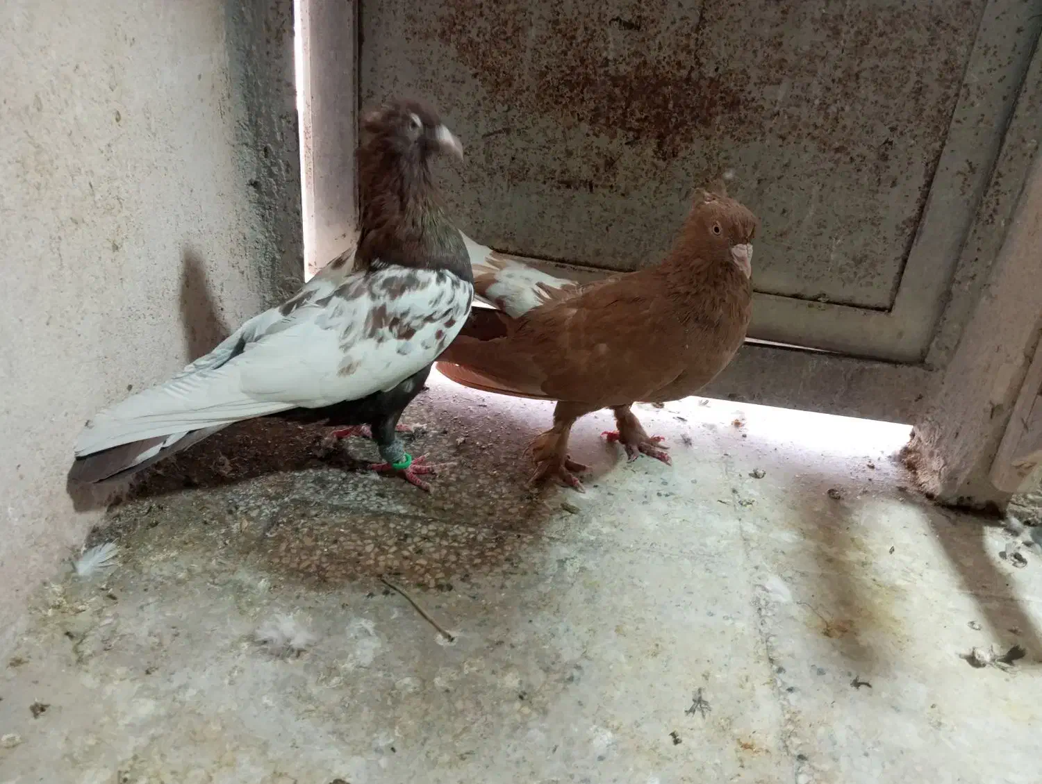 سینه تافته ای و زرد دم سفید|پرنده|شیراز, کوزه گری|دیوار