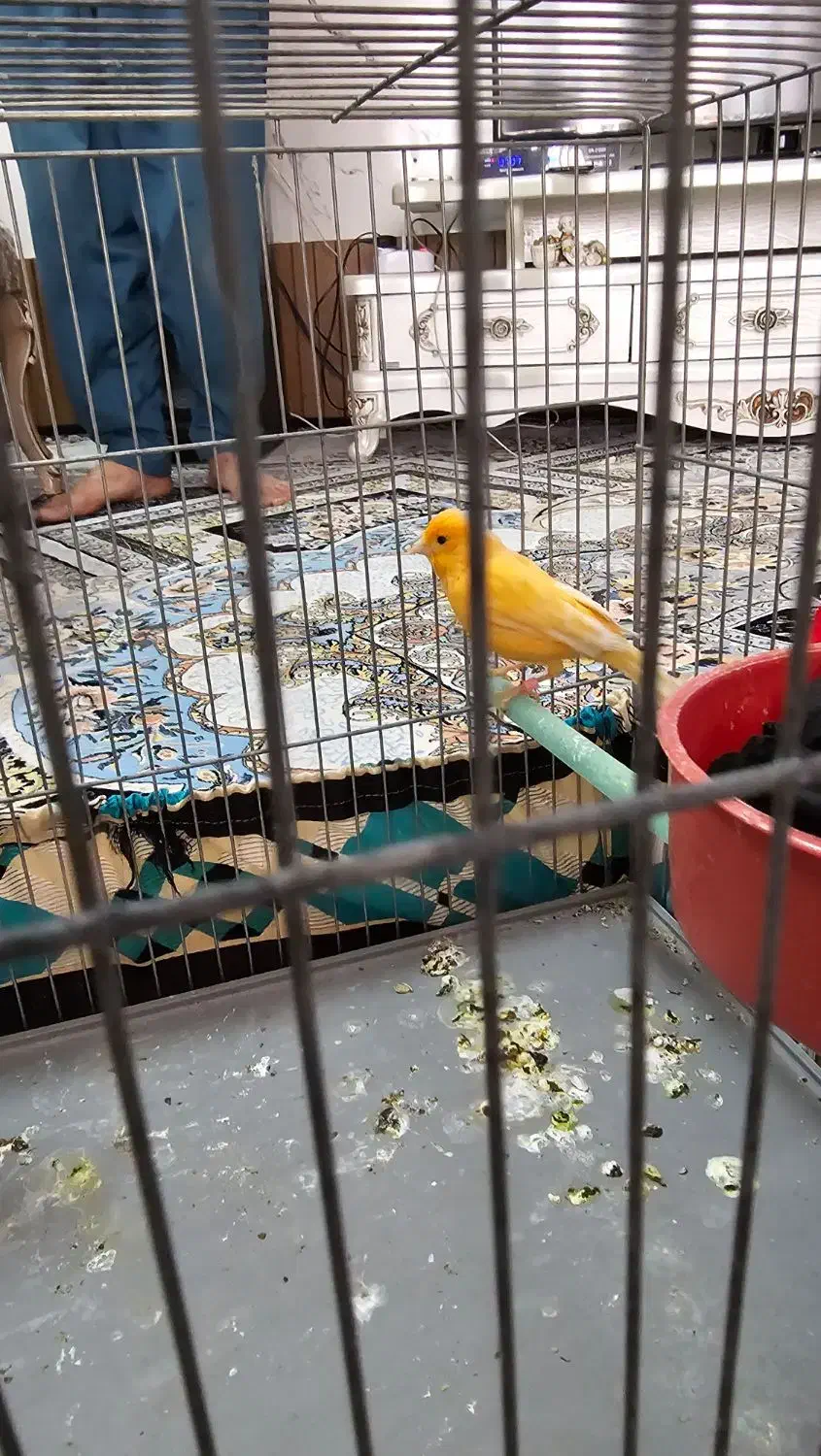 قناری ماده|پرنده|مرودشت, پشت سایپا|دیوار