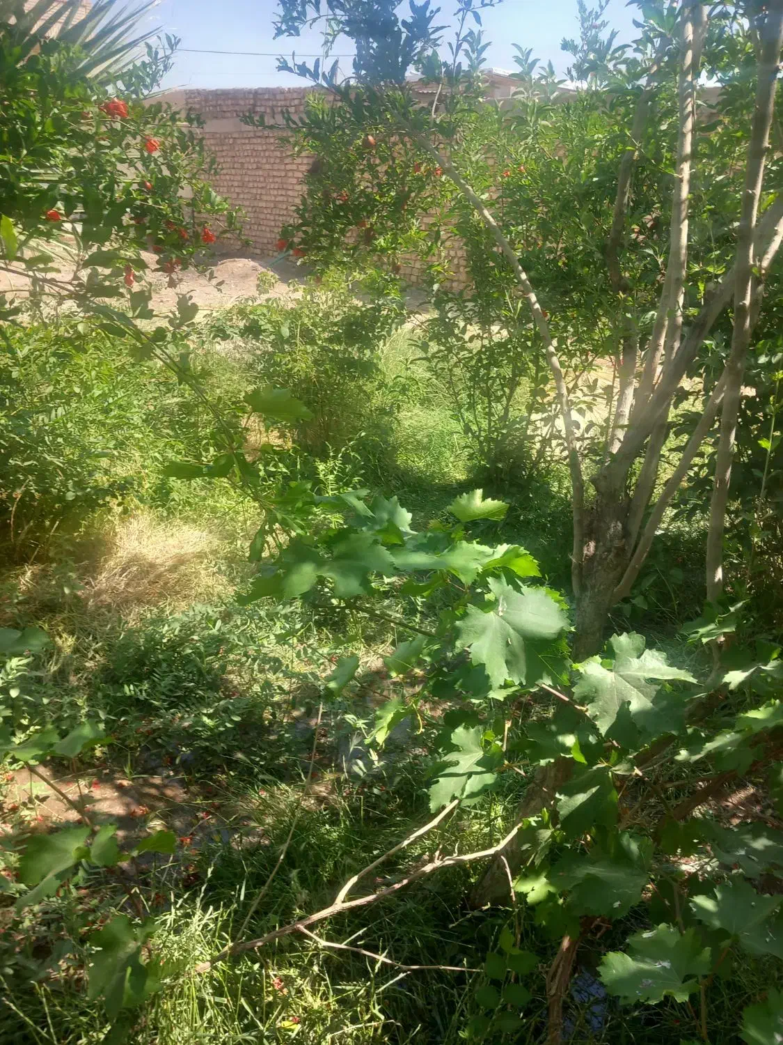 منزل مسکونی نوق رفسنجان (کمال ابادنوق)|اجارهٔ خانه و ویلا|فردوس (کرمان), |دیوار