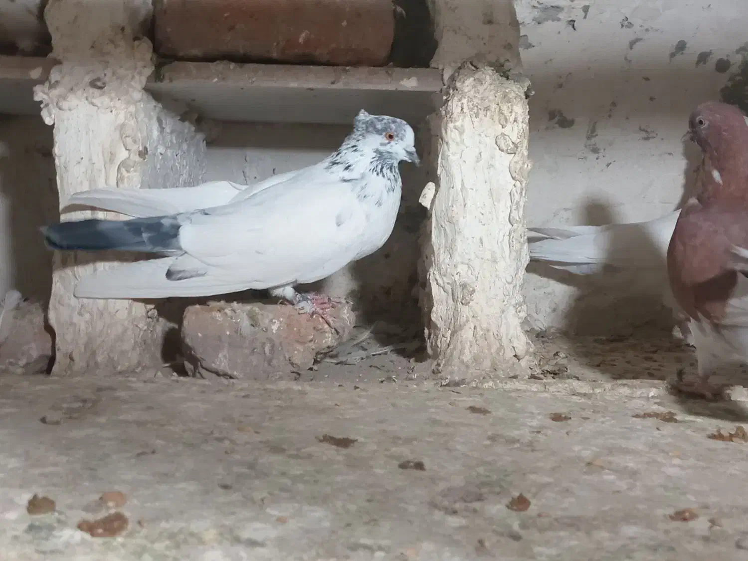 کفتر|پرنده|نقده, |دیوار