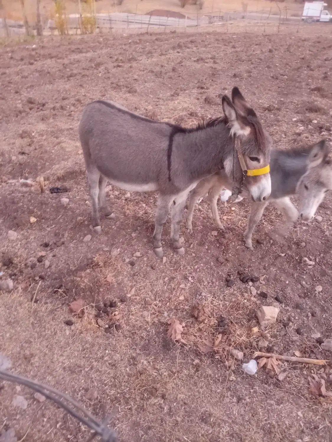 یک عدد الاغ با کره|حیوانات مزرعه|موگوئی, |دیوار