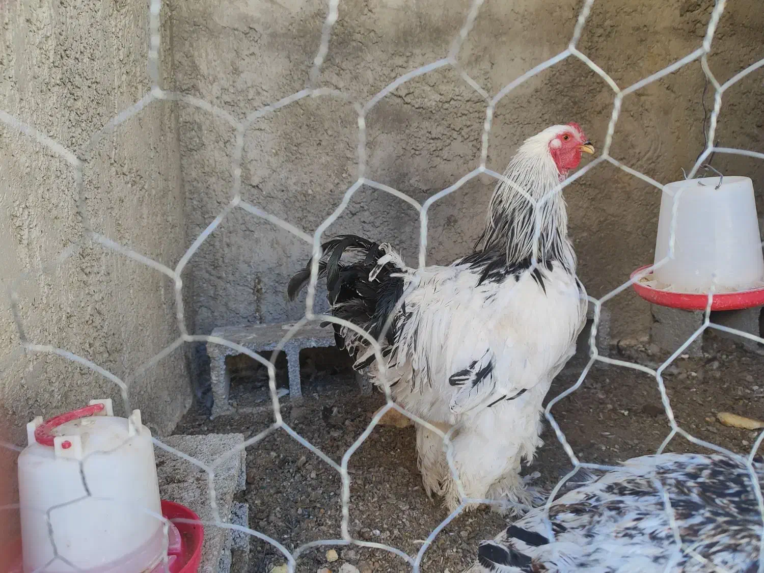 خروس برهما|حیوانات مزرعه|سیدان, |دیوار