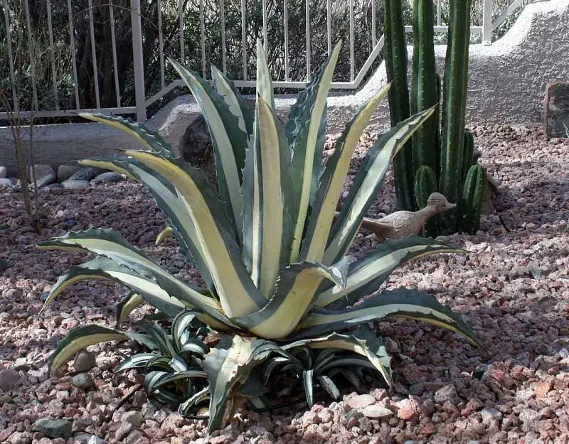 آگاو ابلغ بزرگ|گل و گیاه طبیعی|ساری, |دیوار