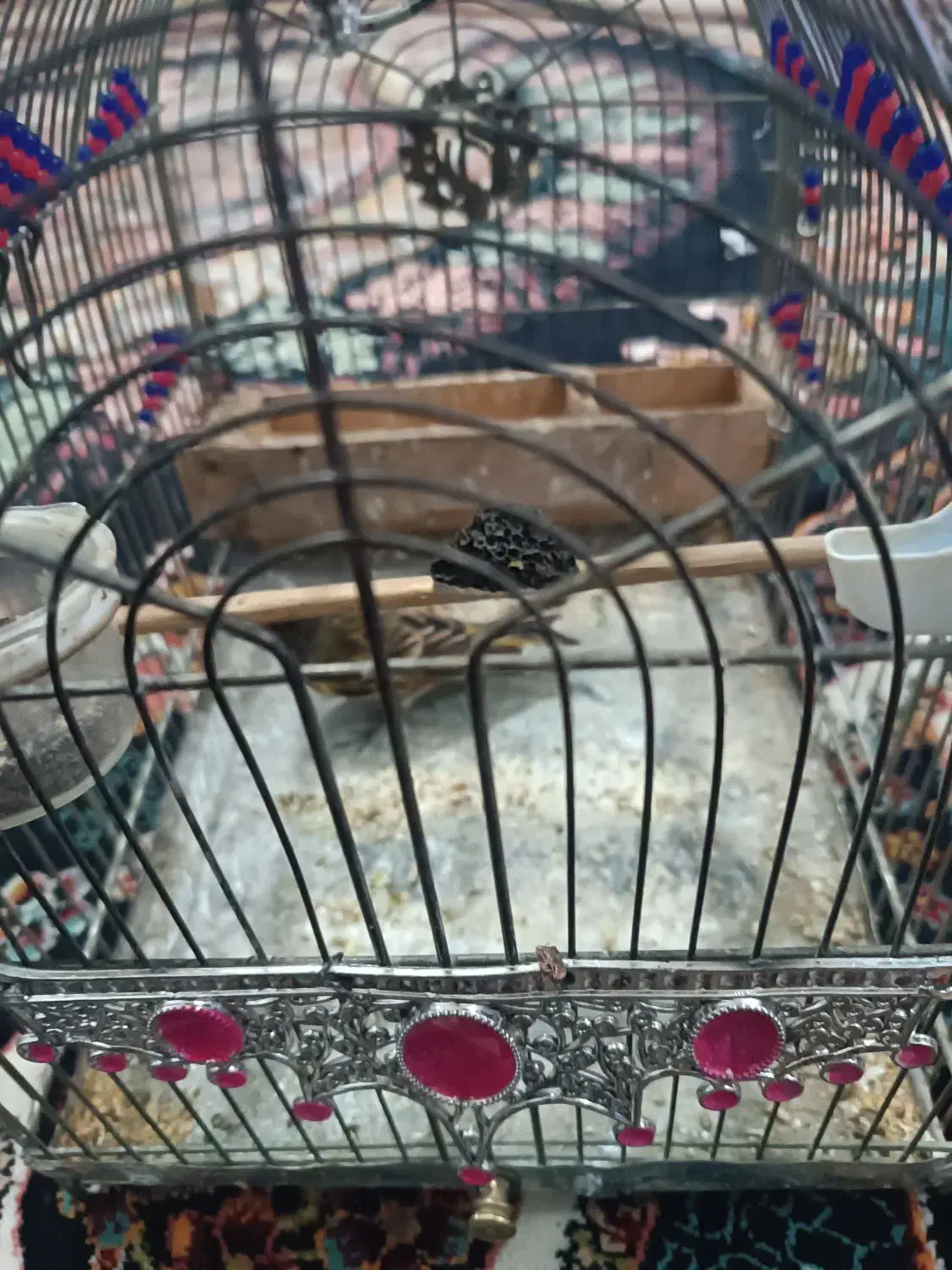 گل سر|پرنده|مشهد, رضاییه|دیوار