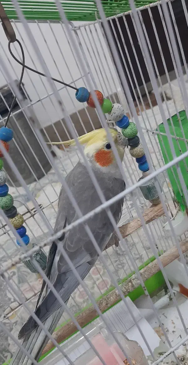 فروش عروس هلندی دستی همراه با قفس|پرنده|شلمان, |دیوار