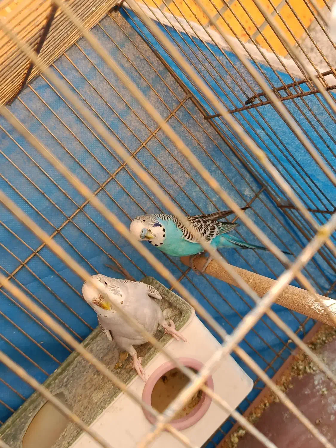 یک جفت مرغ عشق با ۴ عدد تخم|پرنده|شاهین‌شهر, شهرک گلدیس|دیوار