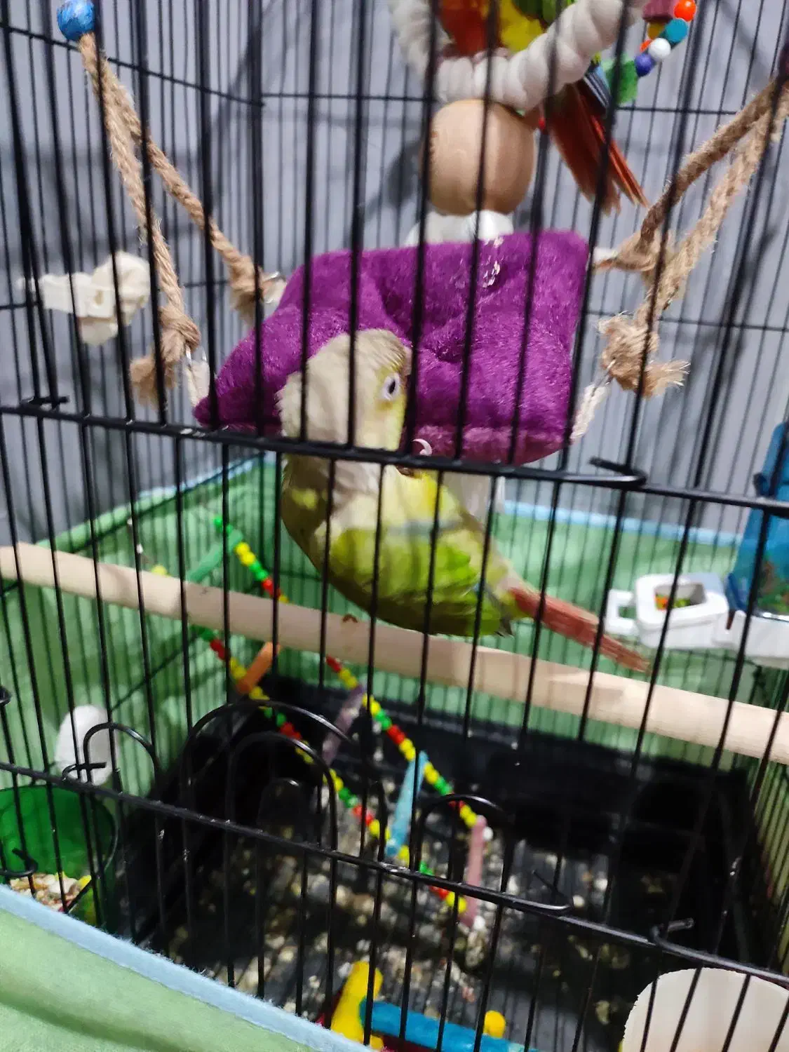 دو جوجه گرینچیک و عروس هلندی نر|پرنده|قرچک, زیبا شهر|دیوار