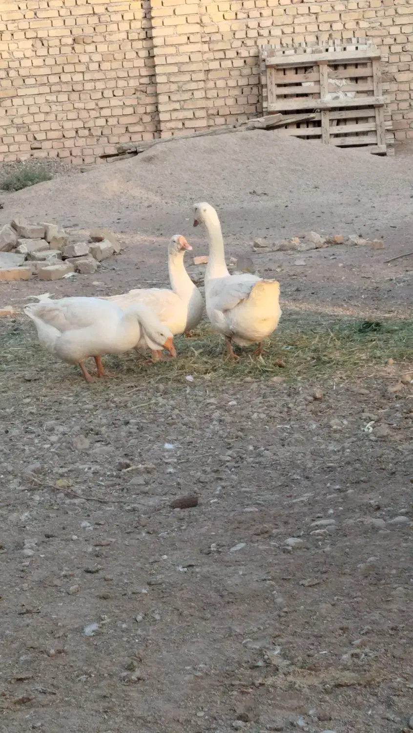 قوغاز سفید|حیوانات مزرعه|دشتابی, |دیوار