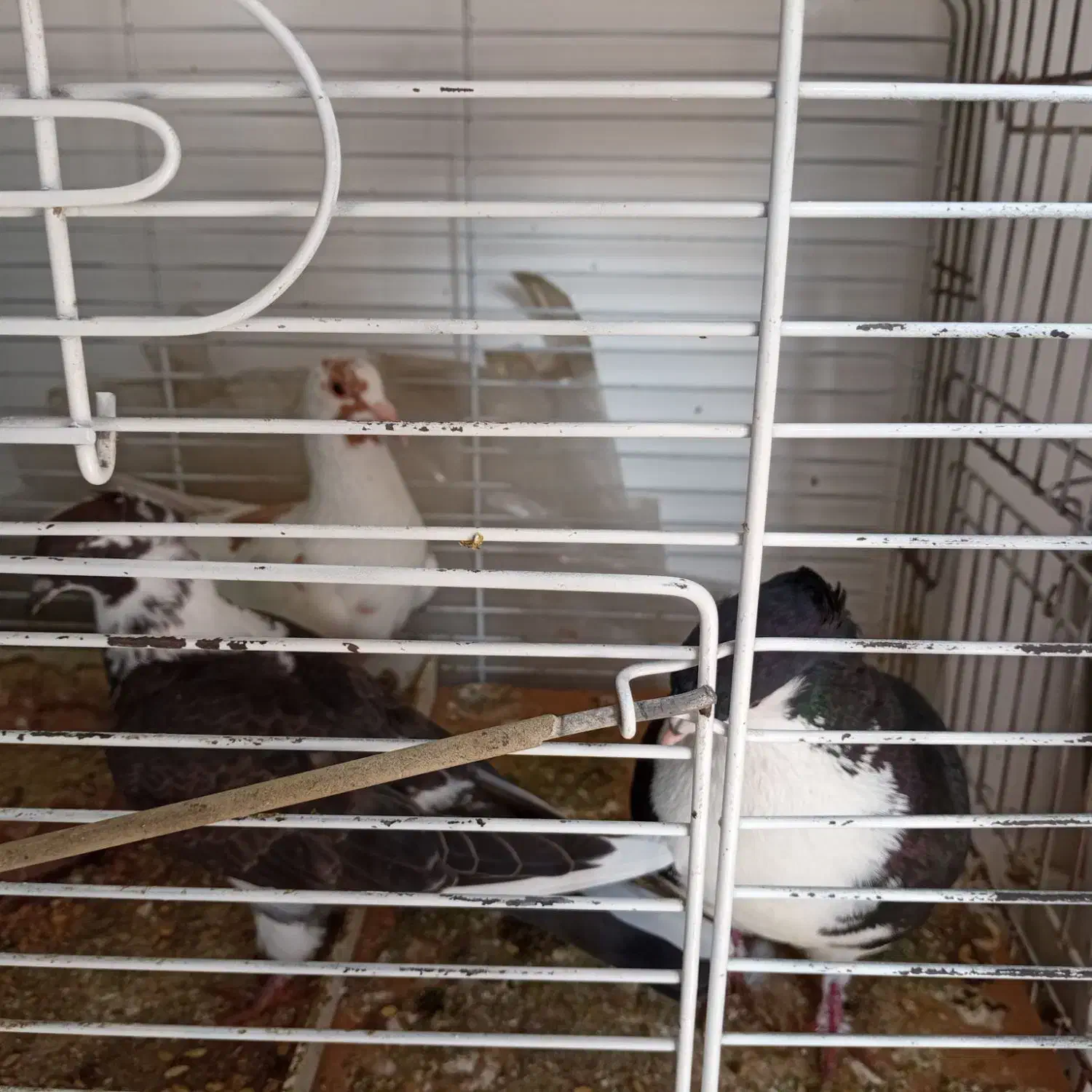 کبوتر رنگه جفگاه|پرنده|مشهد, امیریه|دیوار