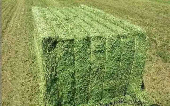 یونجه سومار|لوازم جانبی حیوانات|ایوان, |دیوار