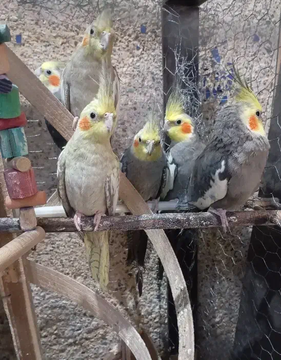 فروش عروس هلندی|پرنده|آبیک, |دیوار