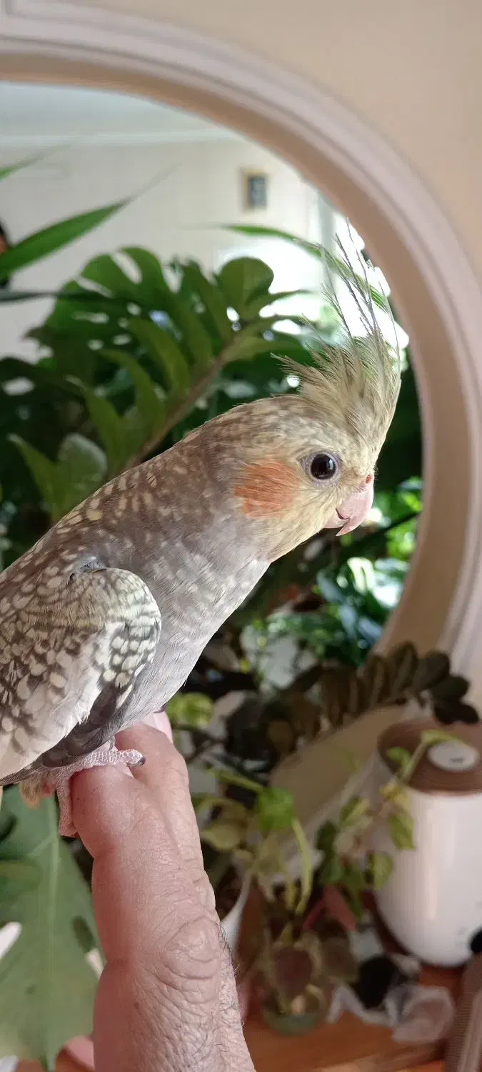 عروس دستی|پرنده|سبزوار, قصبه شرقی|دیوار