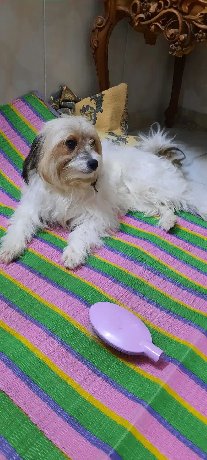 دوقلاده سگ نژاد شیتزو وپیکنیز|سگ|پاکدشت, پاکدشت (مامازند)|دیوار