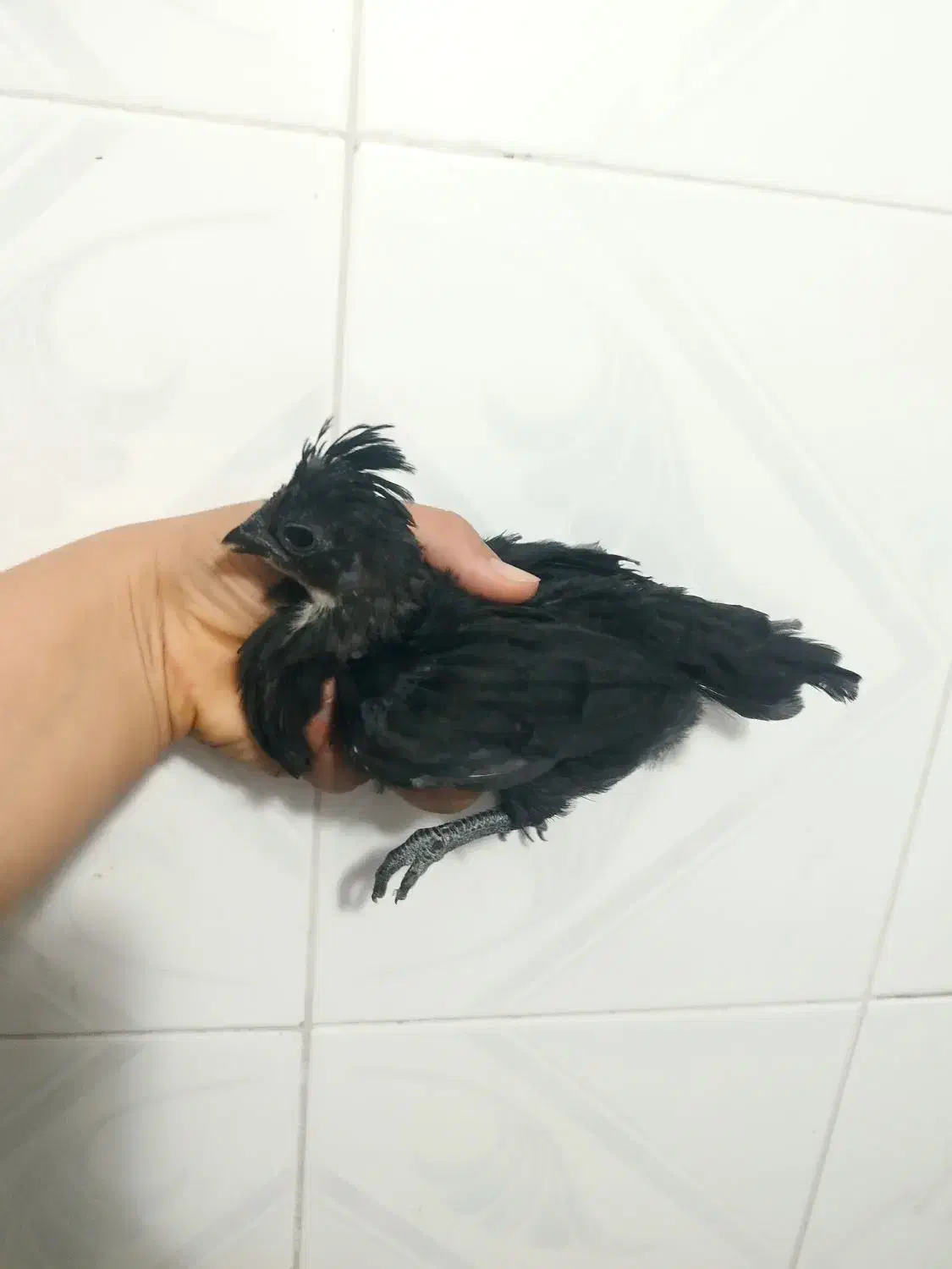 جوجه ابریشمی|حیوانات مزرعه|مشگین شهر, |دیوار