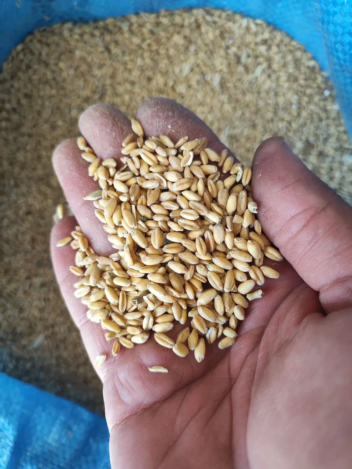 گندم محلی|عمده‌فروشی|خوسف, |دیوار