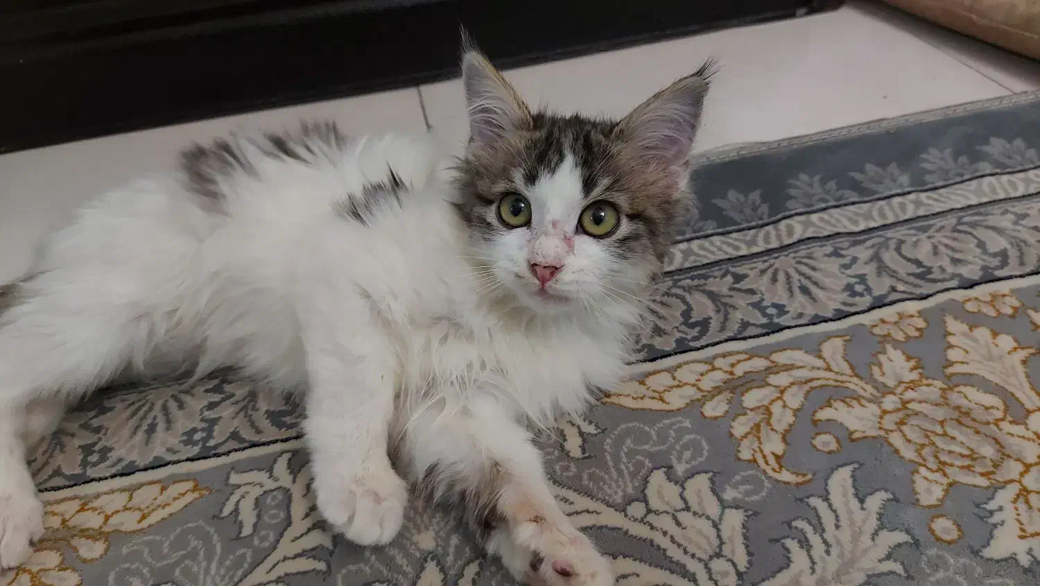 بچه گربه ایرانی|گربه|بومهن, |دیوار