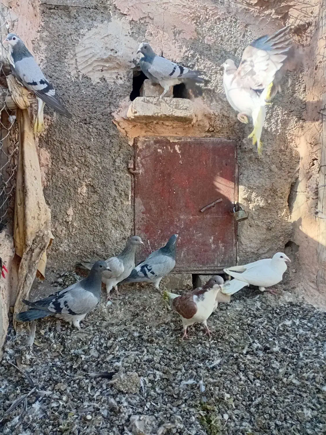 ۸ عدد پرشی|پرنده|اسفراین, |دیوار