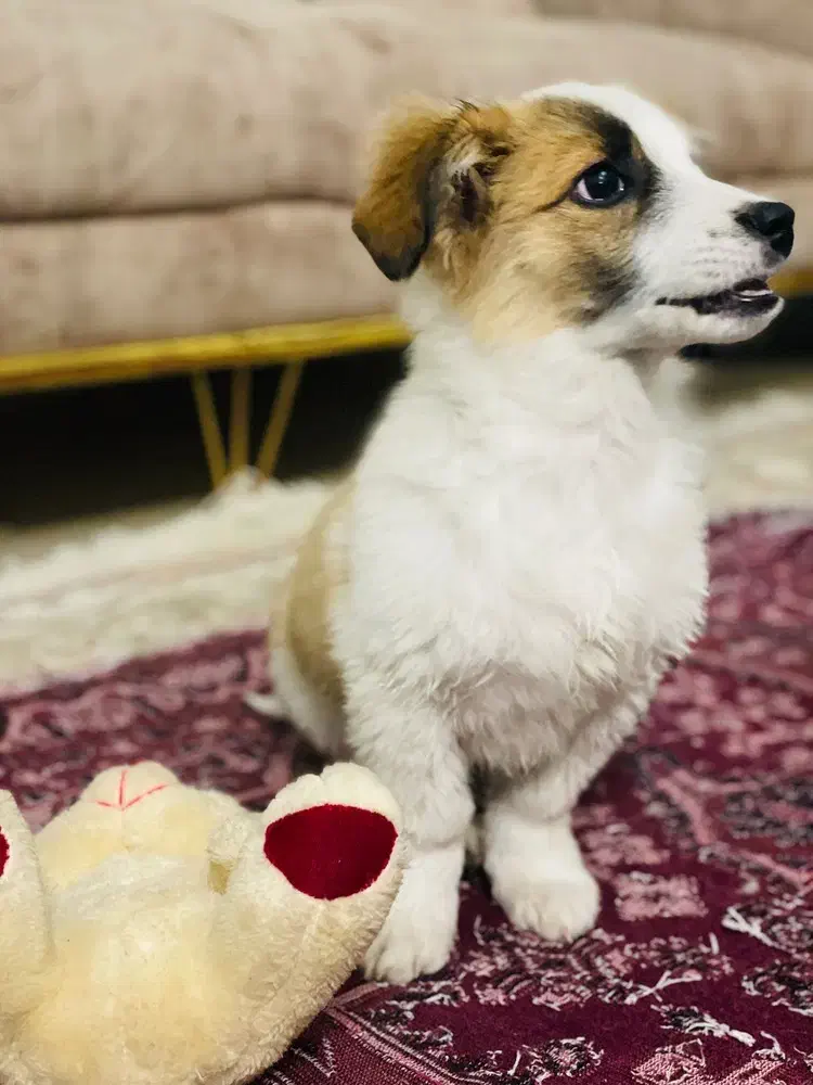 توله شیتزو|سگ|مشهد, مشکینی (شهرک غرب)|دیوار