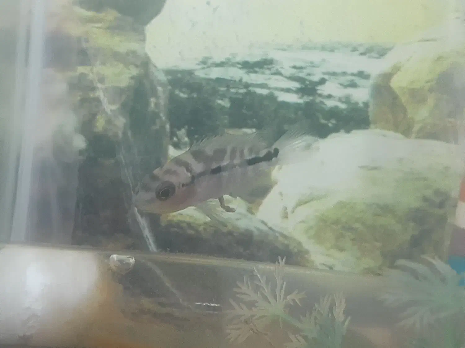 ماهی فلاور ۳ نیم بندی|ماهی|تربتحیدریه, بازار|دیوار