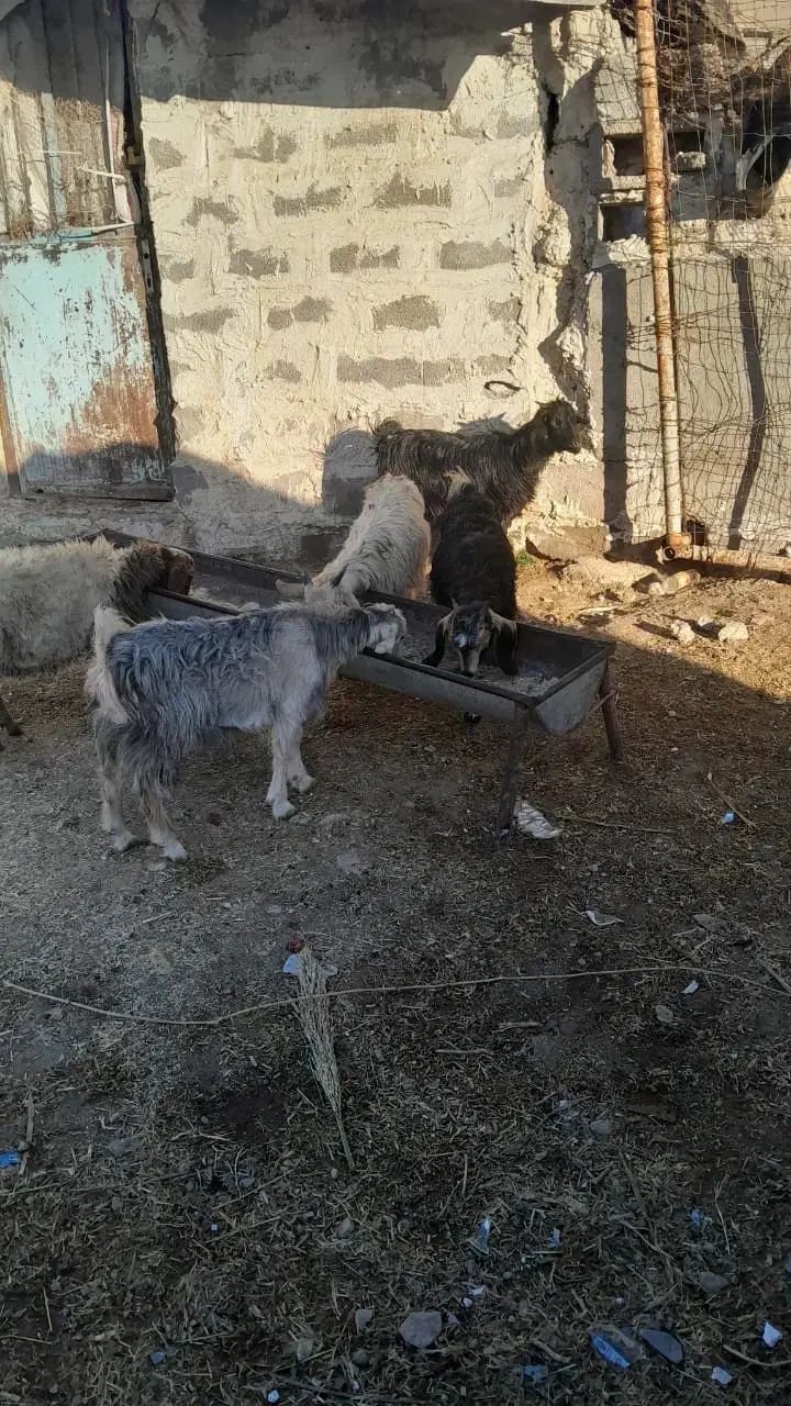 چپش جفتی 8200|حیوانات مزرعه|آبدانان, |دیوار