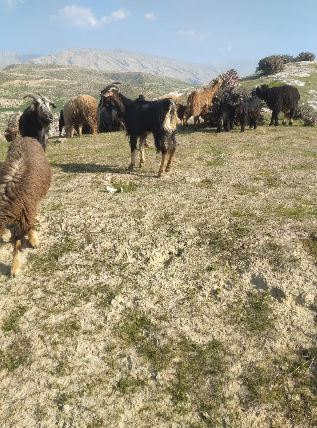 بز خشک|حیوانات مزرعه|دهدشت, |دیوار