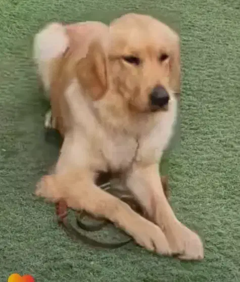 گمشده گلدن|حیوانات|هشتگرد, تهران دشت|دیوار