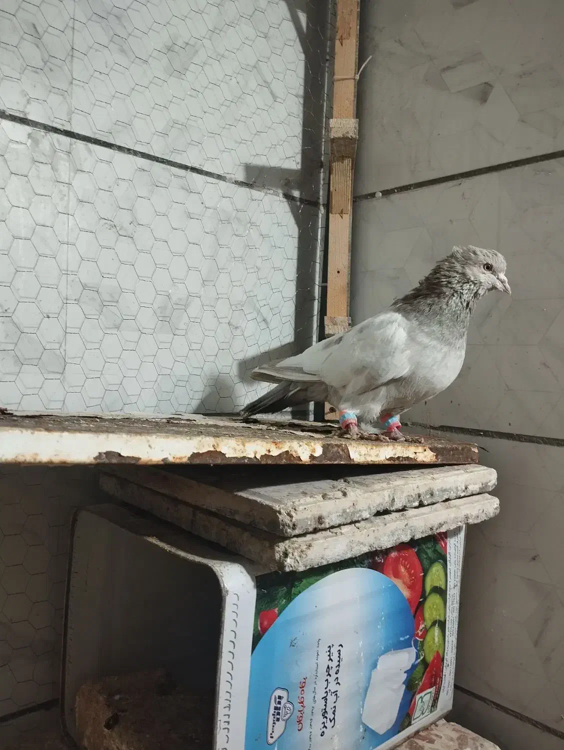 نرو ماده سینه|پرنده|تربت جام, پاسداران|دیوار