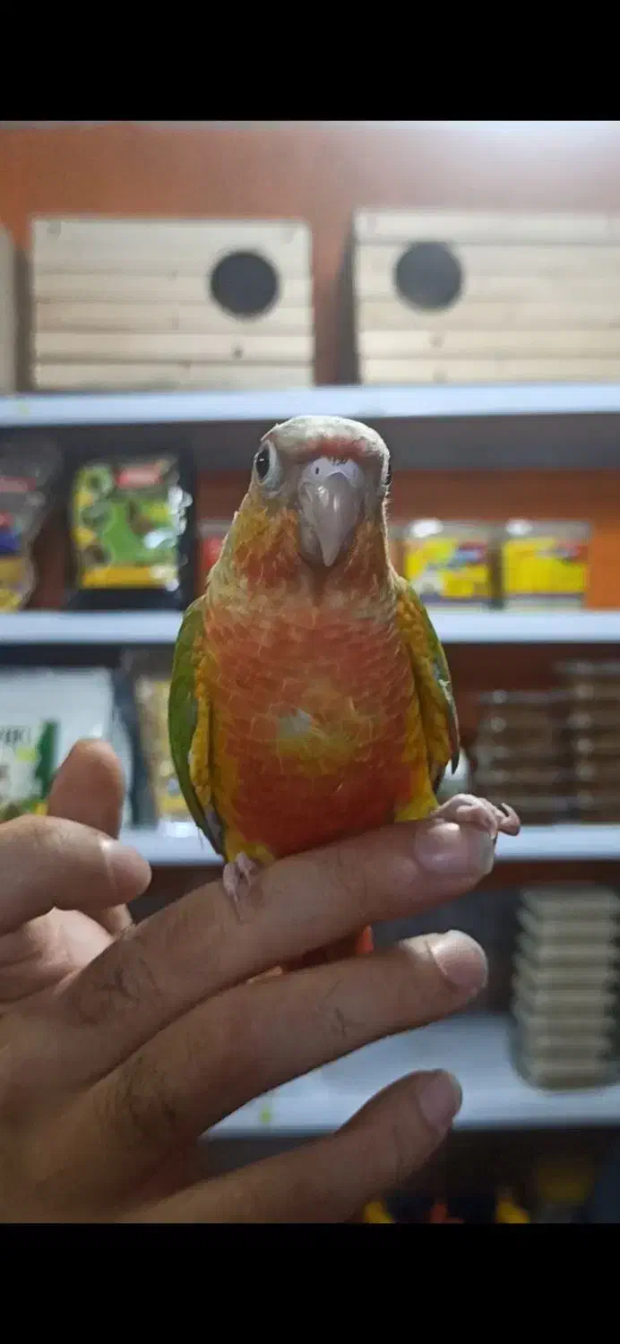 طوطی گرینچیک ها دبل رد کلکسیونی|پرنده|قائمشهر, |دیوار