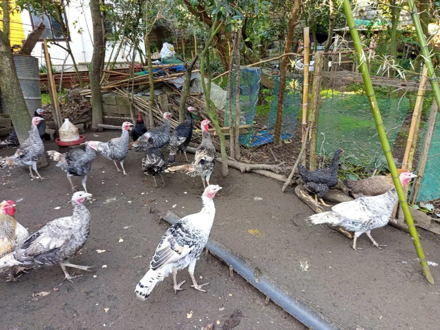 بوقلمون و مرغ و خروس تزیینی|پرنده|هچیرود, |دیوار