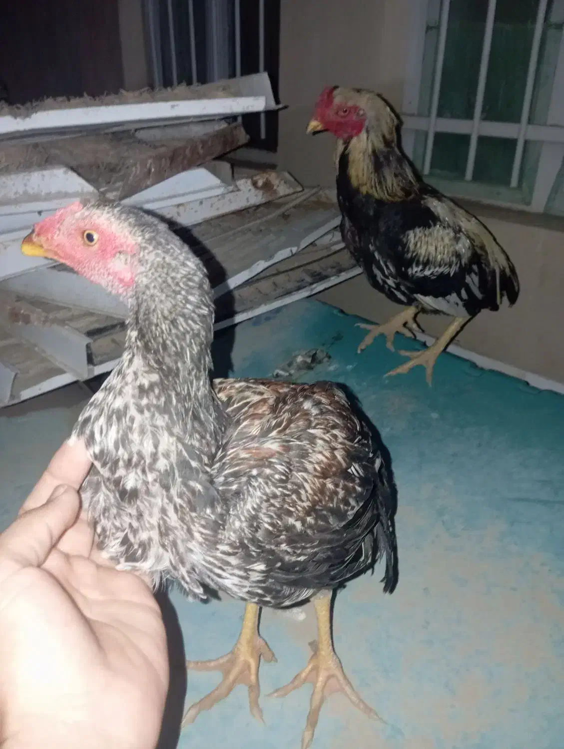 مرغ لاری فروشی|حیوانات مزرعه|سراوان, |دیوار